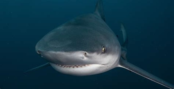 What Happened To Jimi Partington? Shark Attack Survivor Update Today